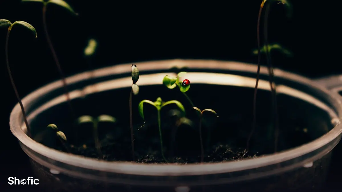 A seedling beside a laptop representing organic growth
